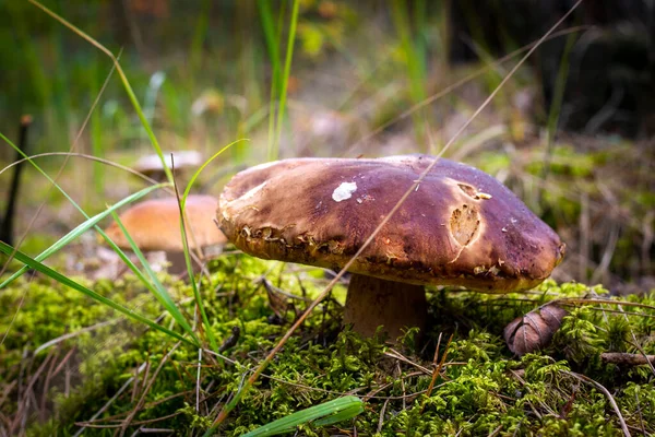 Grosso Fungo Commestibile Natura Cep Funghi Cibo Boleto Che Cresce — Foto Stock