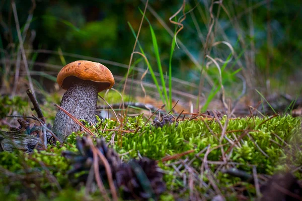 Boletus Edulis Svamp Växer Skogen Apelsinmössor Trä — Stockfoto