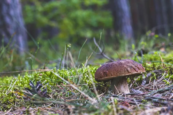 Essbarer Pilz Auf Waldlichtung Steinpilzfutter Steinpilze Wachsen Freier Natur — Stockfoto