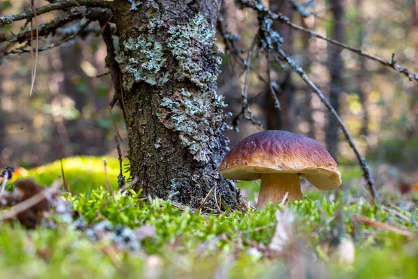 Eine Braune Kappe Essbare Pilze Wächst Wäldern Steinpilzfutter Steinpilze Wachsen — Stockfoto