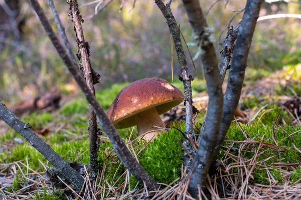 Brun Mössa Ätlig Svamp Växer Cep Svamp Mat Boletus Växer — Stockfoto