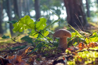 Beautiful porcini mushroom grow in sunlight. Autumn and summer season pick up mushrooms. Healthy vegetarian food growing in wood. Forest organic plants