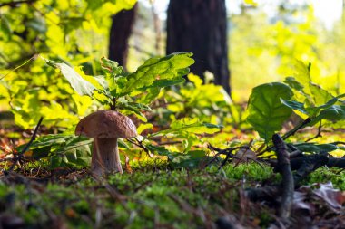 Beautiful white mushroom grow in summer forest. Autumn season pick up mushrooms. Healthy vegetarian food growing in wood. Forest organic plants