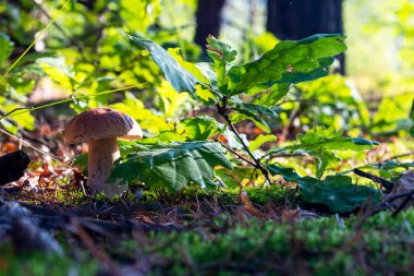 Beautiful white mushroom grow in sunlight forest. Autumn and summer season pick up mushrooms. Healthy vegetarian food growing in wood. Nature organic plants