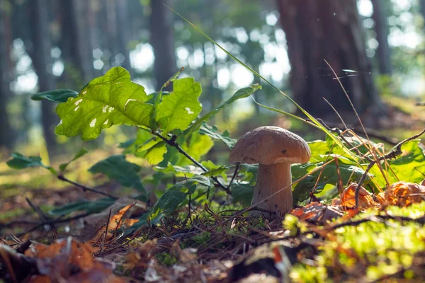 Beautiful Porcini Mushroom Grow Sunlight Autumn Summer Season Pick Mushrooms — Foto de Stock