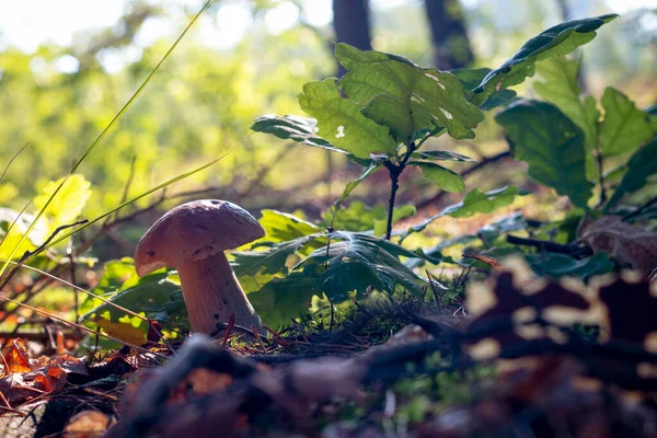 White Porcini Mushroom Grow Sunlight Forest Autumn Summer Season Pick — Foto de Stock