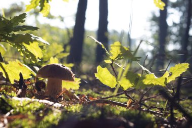 White porcini mushroom growing in forest. Autumn season pick up mushrooms. Healthy vegetarian food growing in wood. Nature organic plants
