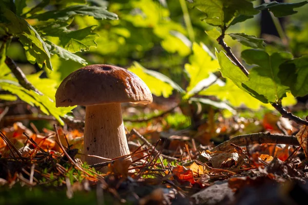 Closeup Porcini Mushroom Grow Oak Wood Autumn Season Pick Mushrooms — Stockfoto