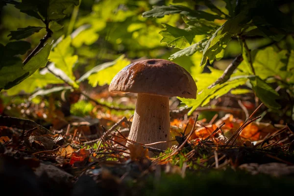 Closeup Porcini Mushroom Grow Oak Forest Autumn Season Pick Mushrooms — Stockfoto