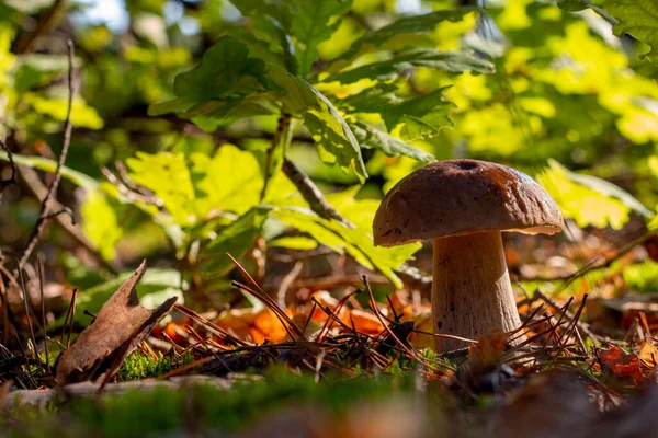 Closeup Porcini Mushroom Grow Wood Autumn Season Pick Mushrooms Healthy — Stockfoto