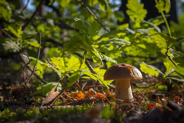 Season Porcini Mushroom Grow Wood Autumn Season Pick Mushrooms Healthy — Stockfoto