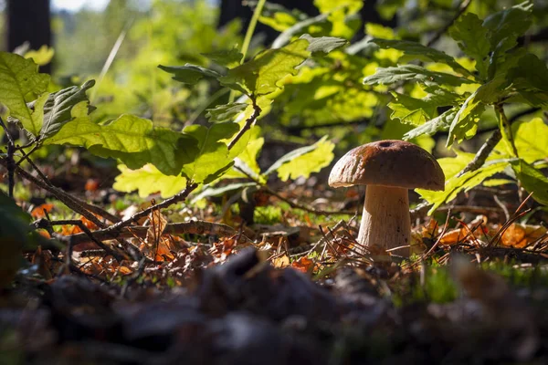 Season Porcini Mushroom Grow Oak Wood Autumn Season Pick Mushrooms — Foto de Stock