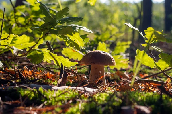 White Porcini Mushroom Growing Wood Autumn Season Pick Mushrooms Healthy — 图库照片