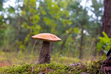 Season red cap mushroom growing in wood. Autumn and summer seasonal pick up mushrooms. Healthy vegetarian food growing in forest. Organic natural plants