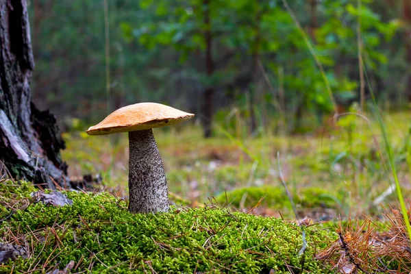 Season Orange Cap Mushroom Grow Wood Autumn Summer Seasonal Pick —  Fotos de Stock