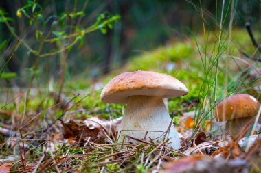 Season two porcini white mushrooms in forest. Autumn season pick up mushrooms. Healthy vegetarian food growing in nature. Wood organic plants