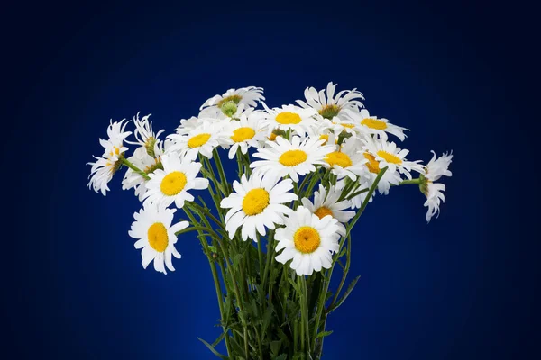 Bouquet of Fresh daisies flowers isolated on dark blue backgroun — Stock Photo, Image