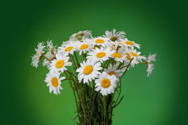 Bouquet of Fresh daisies flowers isolated on green background — Stock Photo, Image