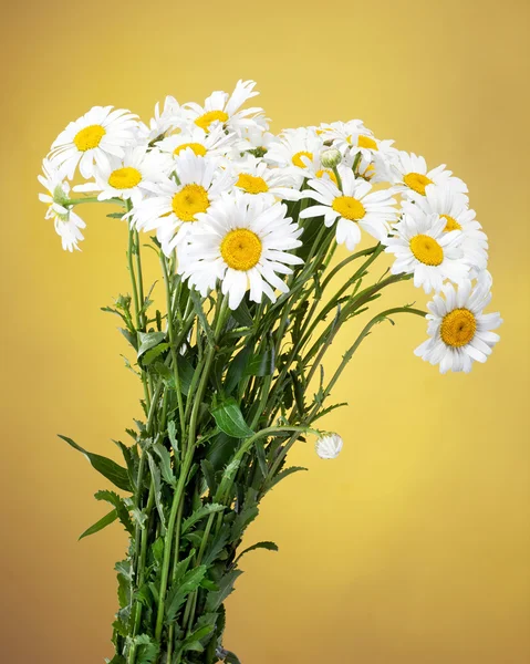 Bouquet of Fresh daisies flowers isolated on yellow background — Stock Photo, Image