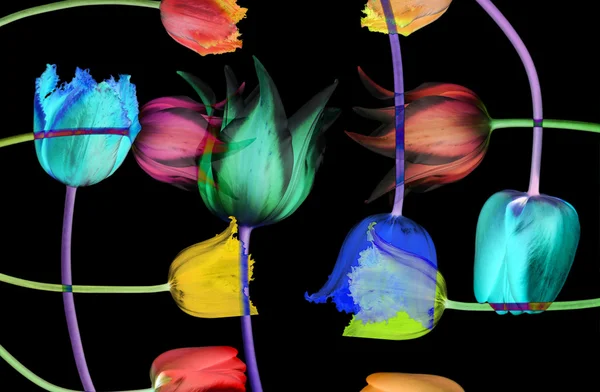 Abstract flower background. Tulips — Stock Photo, Image