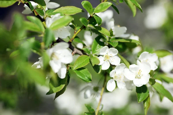 Гілка дерева з вишневими квітами на природному зеленому тлі. S-подібні — стокове фото