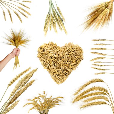Collections of wheat ears clipart