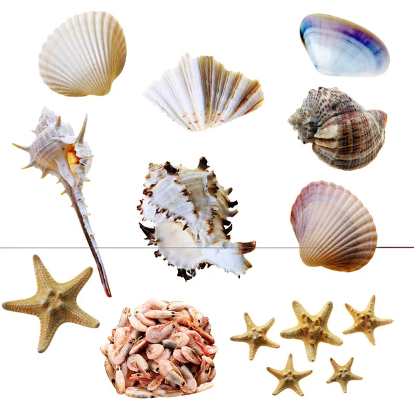 Summer background with seashells. — Stock Photo, Image