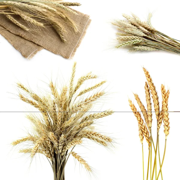 Wheat — Stock Photo, Image