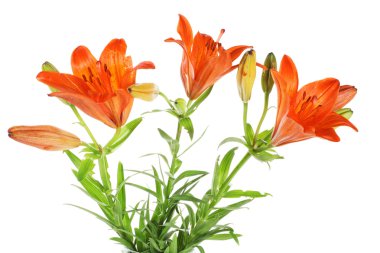 Turuncu lilly. yaz çiçek