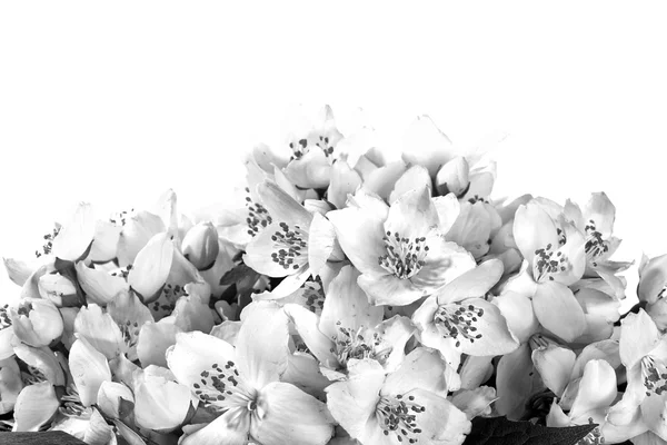Jasmim fresco. Flor de verão — Fotografia de Stock