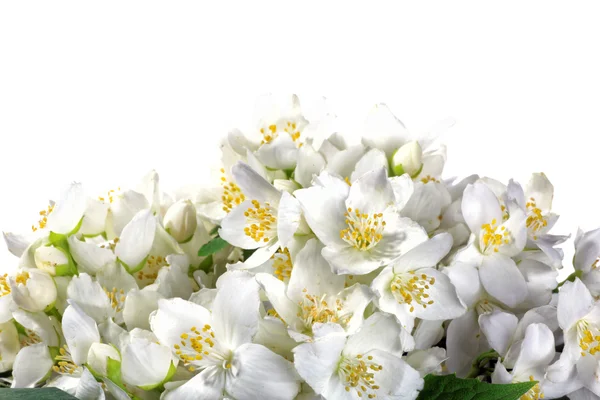Fresh jasmine. Summer flower — Stock Photo, Image