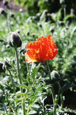 Kırmızı gelincikler yeşil alanda