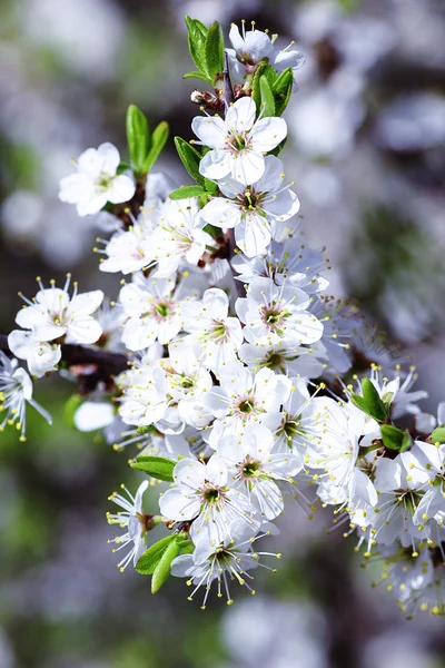 Zweig mit Kirschblüten — Stockfoto