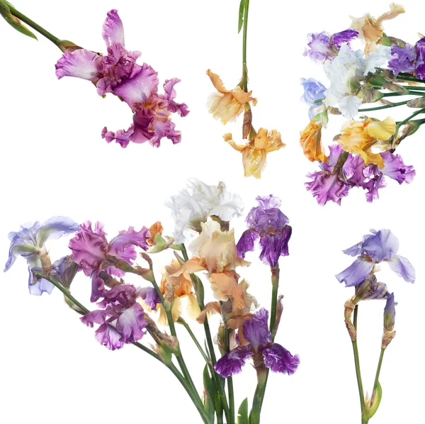 Bouquet of iris flowers — Stock Photo, Image