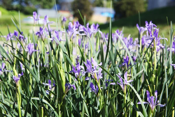 Campo de hermoso iris violeta con hierba verde —  Fotos de Stock