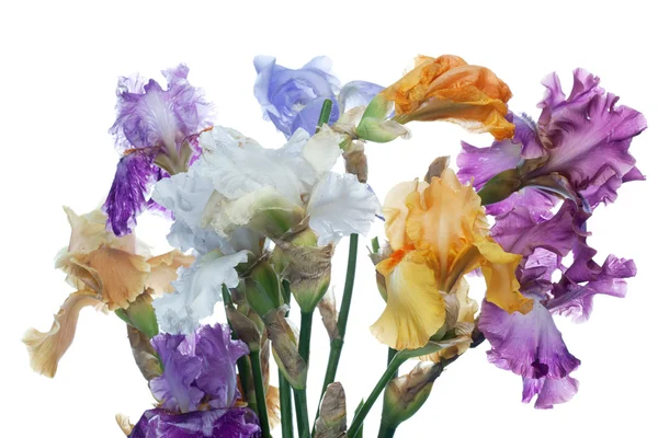 Bouquet of iris flowers — Stock Photo, Image