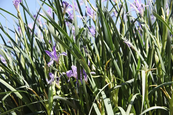 Feld der schönen violetten Iris mit grünem Gras — Stockfoto