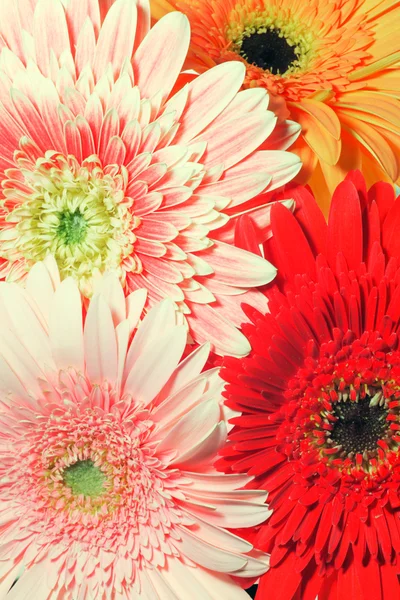 Texture of gerberas — Stock Photo, Image