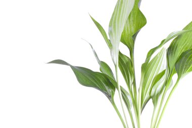 calla lily yeşil yaprakları