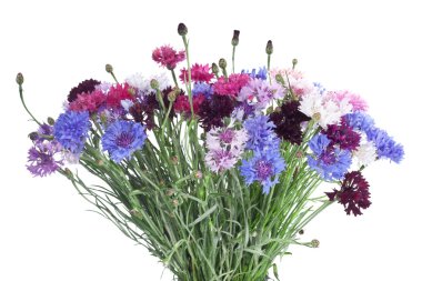 beyaz izole taze Peygamber Çiçeği buketi