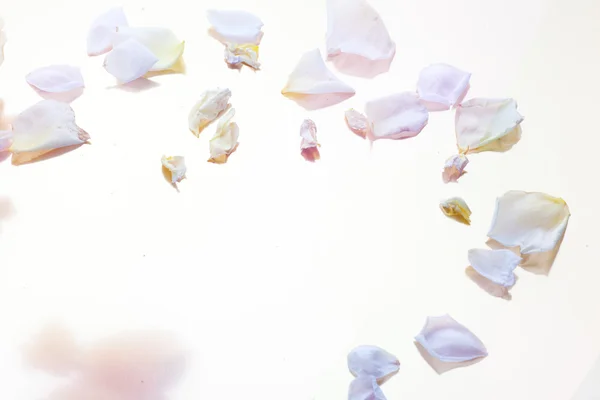 Petals on white — Stock Photo, Image