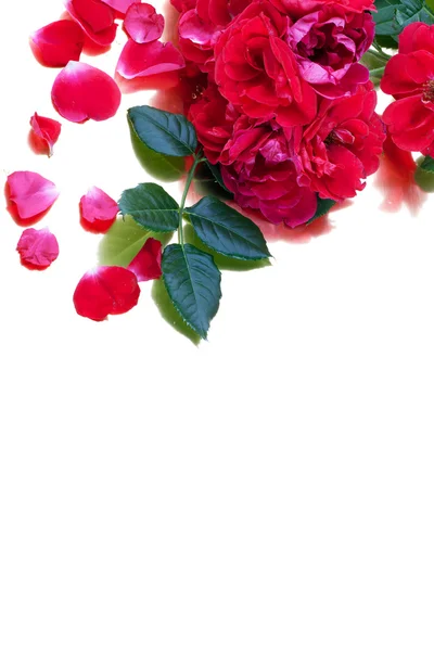 Hintergrund aus roter Rose und Blütenblättern auf weißem Grund — Stockfoto