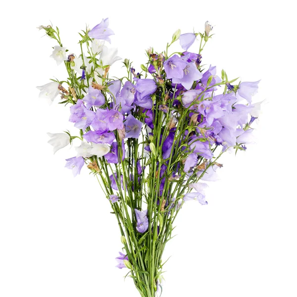 Fresh summer flower bouquet on white background. Bell — Stock Photo, Image