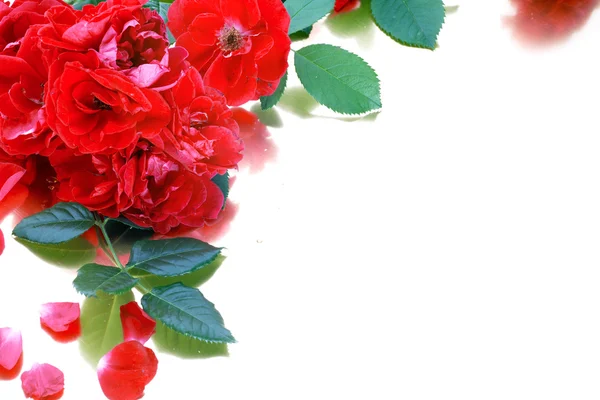 Background of red rose and petals on white — Stock Photo, Image