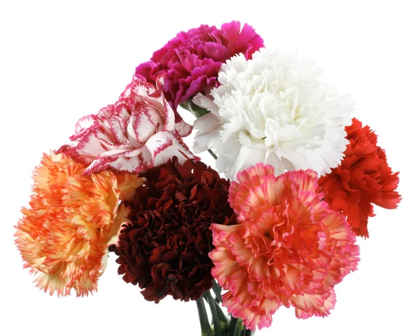 Carnation bloemen — Stockfoto