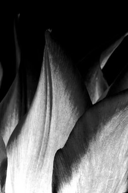 soyut çiçek yaprakları