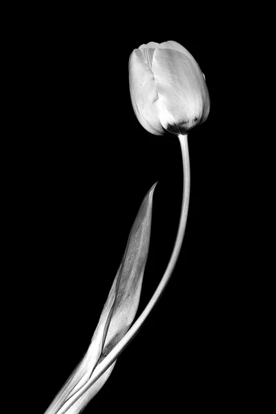 Flower Tulip — Stock Photo, Image