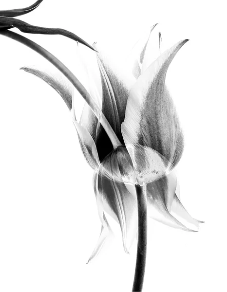 Abstrakte Blume — Stockfoto