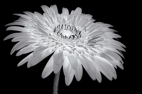 Gerber flower background — Stock Photo, Image