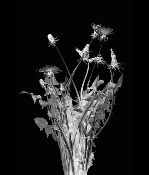 Bouquet of dandelion